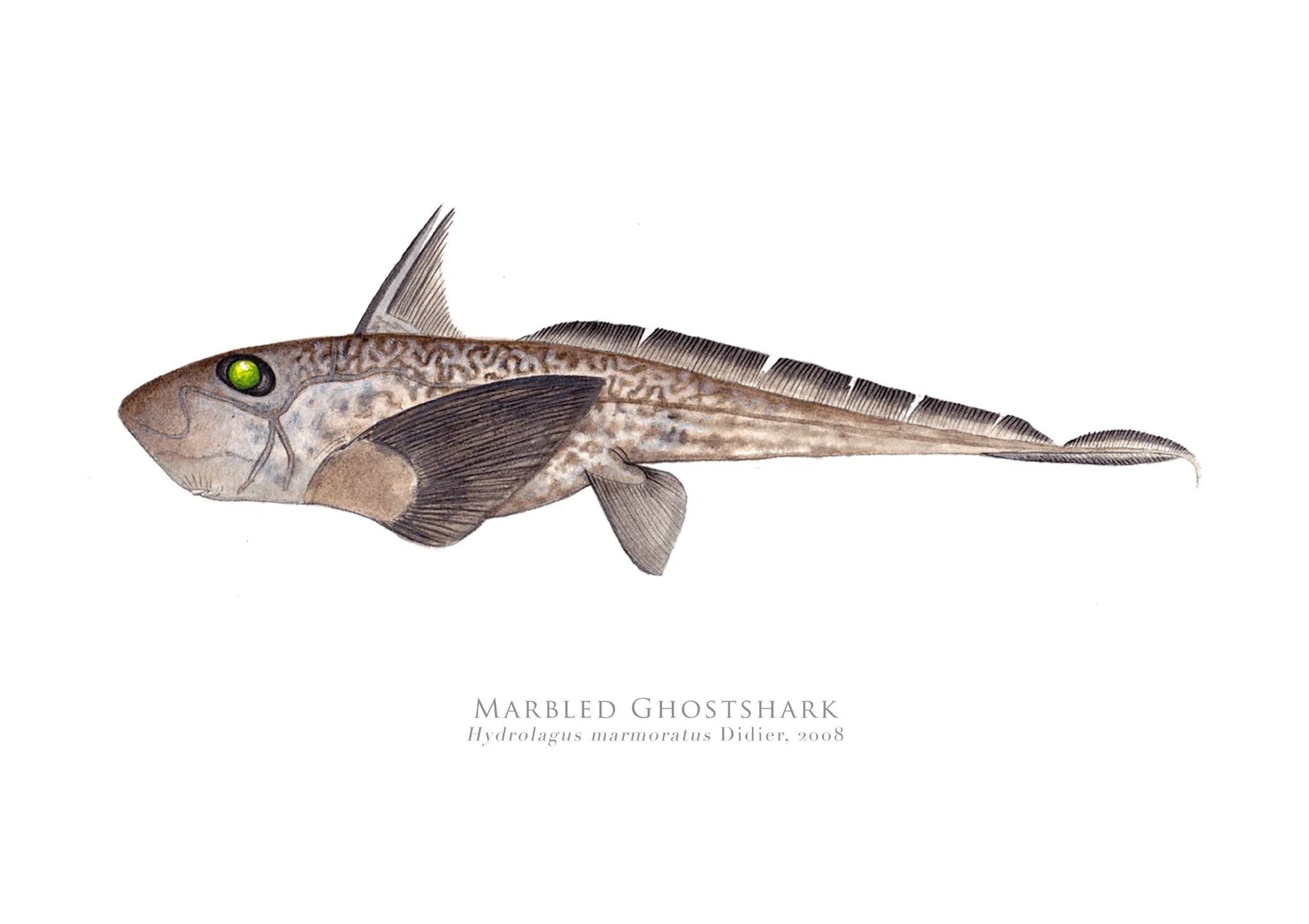 Choose Your Species - Shark or Ray - Fine Art Print-Stick Figure Fish Illustration