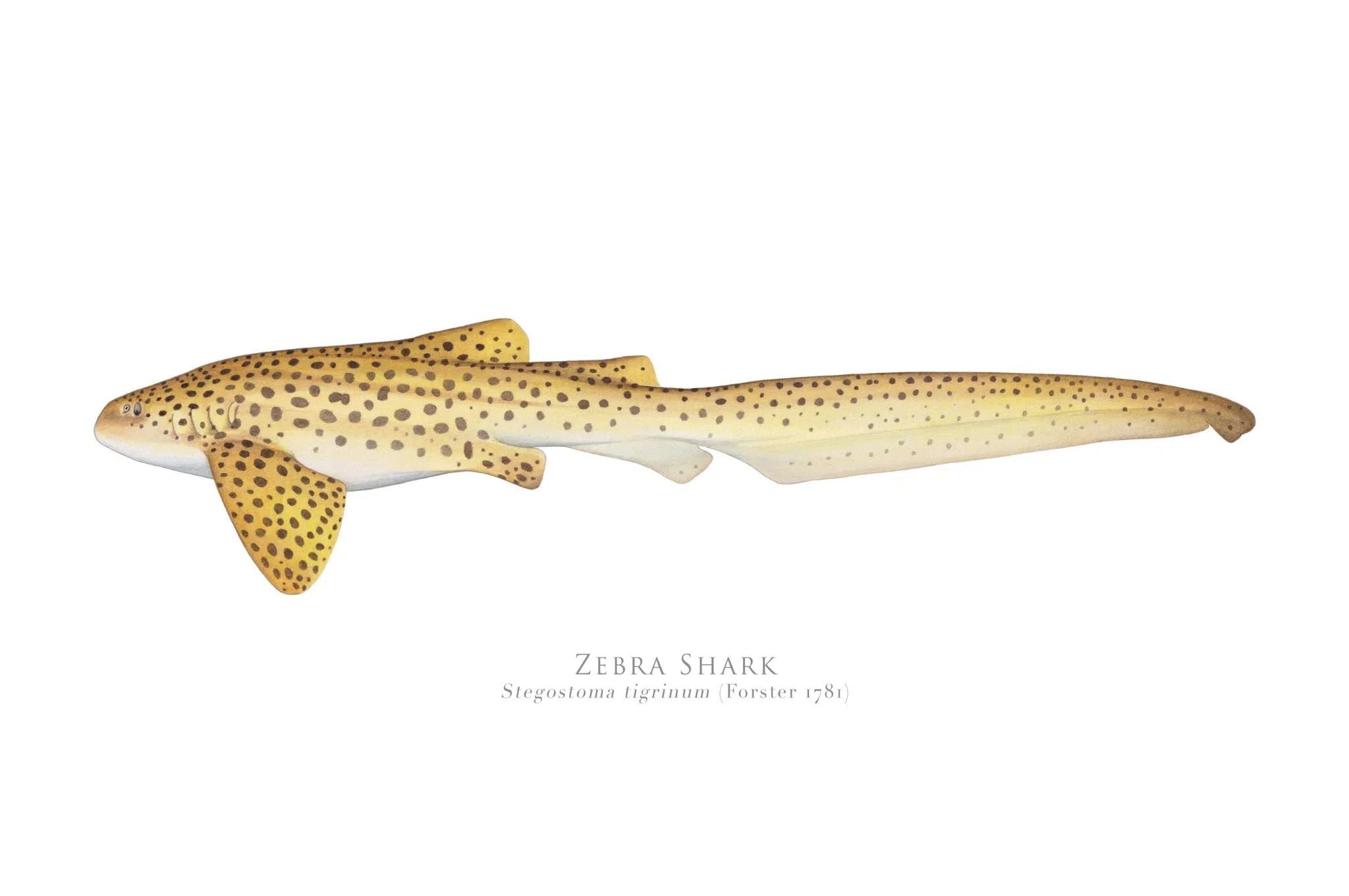 Choose Your Species - Shark or Ray - Fine Art Print-Stick Figure Fish Illustration
