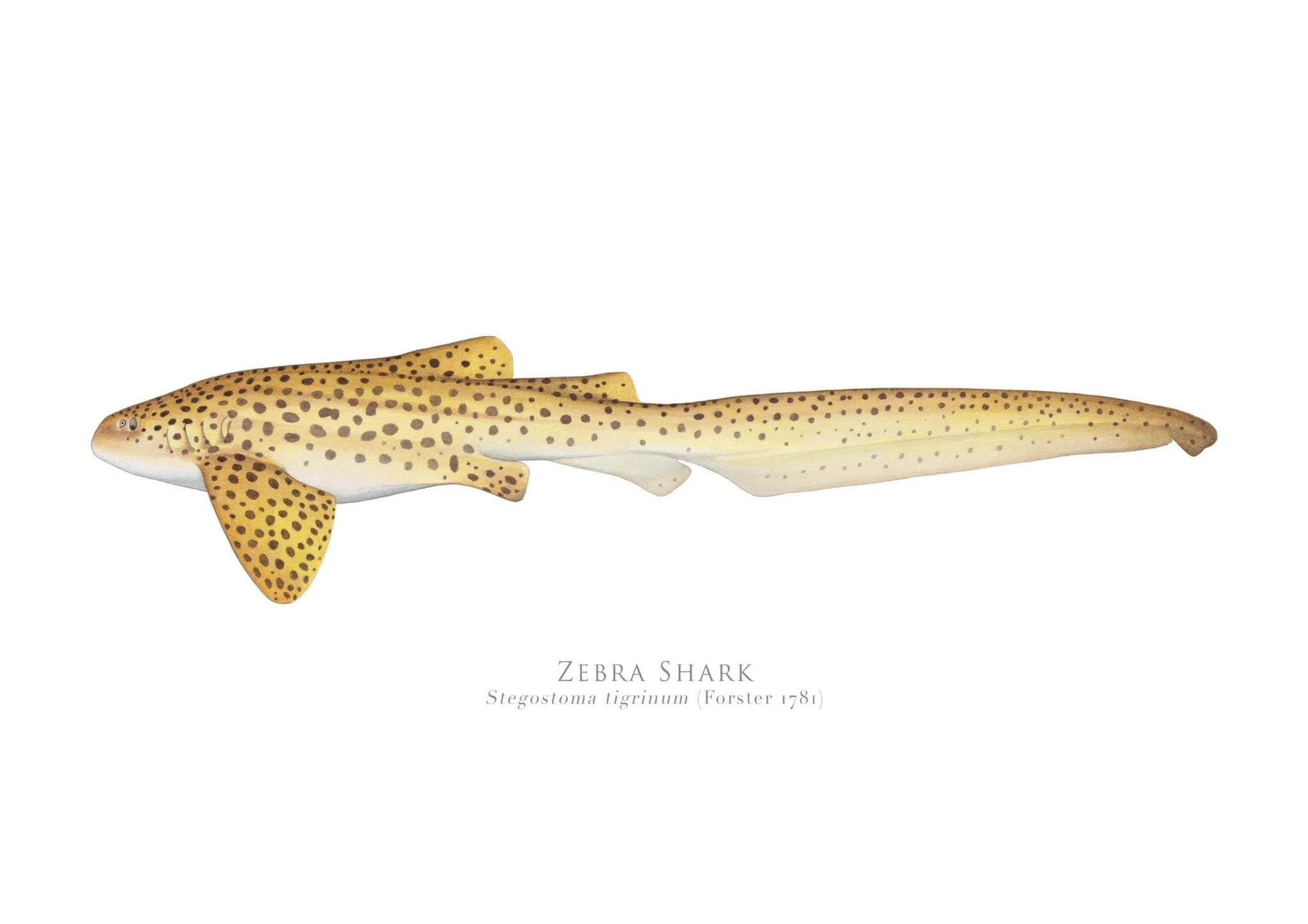 Choose Your Species - Shark or Ray - Fine Art Print-Stick Figure Fish Illustration