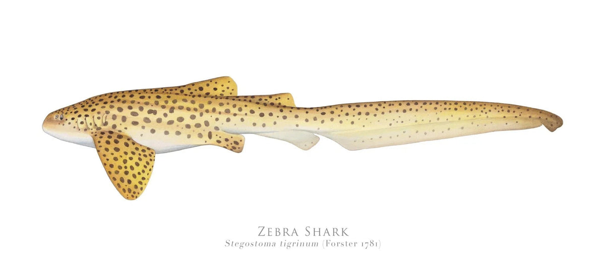 Choose Your Species - Shark or Ray - Fine Art Print-Stick Figure Fish Illustration