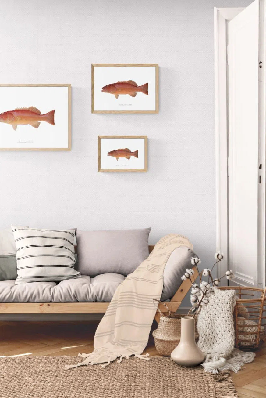 Common Coral Trout, Plectropomus leopardus (Lacépède, 1801) - Fine Art Print-Stick Figure Fish Illustration