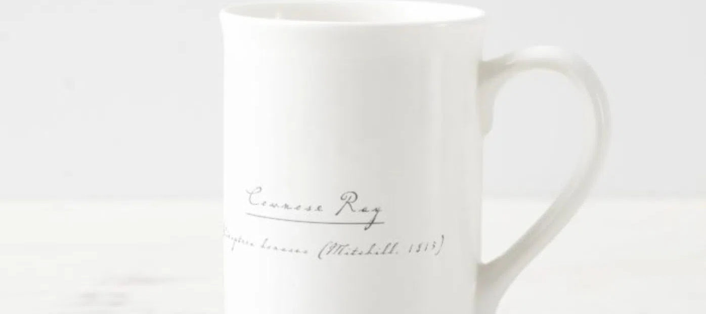 Cownose Ray - Fine Bone China Mug-Stick Figure Fish Illustration