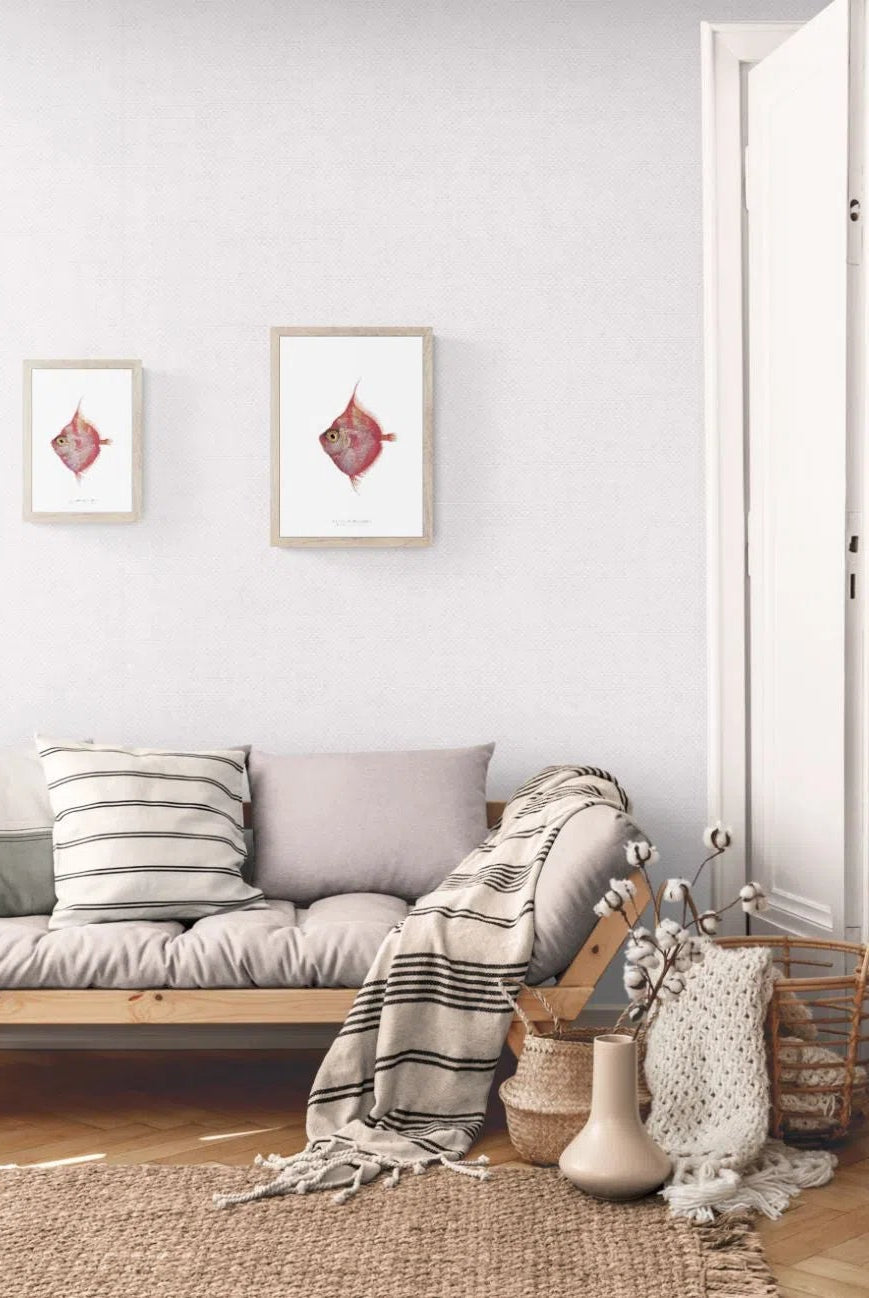 Deepbody Boarfish, Antigonia capros Lowe, 1843 - Fine Art Print-Stick Figure Fish Illustration