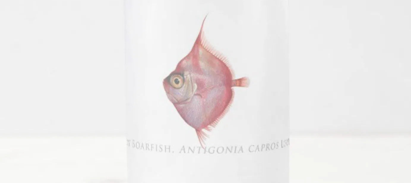 Deepbody Boarfish - Frosted Glass Stein-Stick Figure Fish Illustration