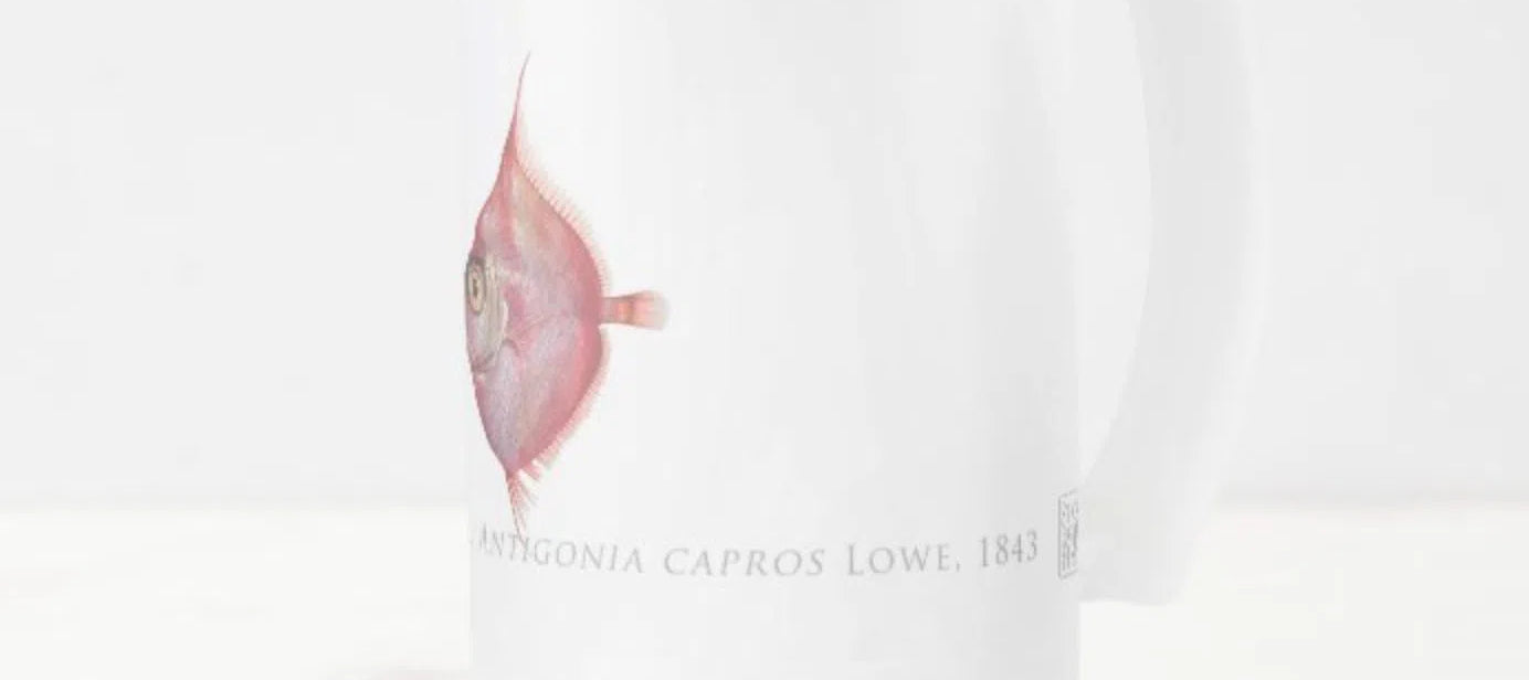 Deepbody Boarfish - Frosted Glass Stein-Stick Figure Fish Illustration