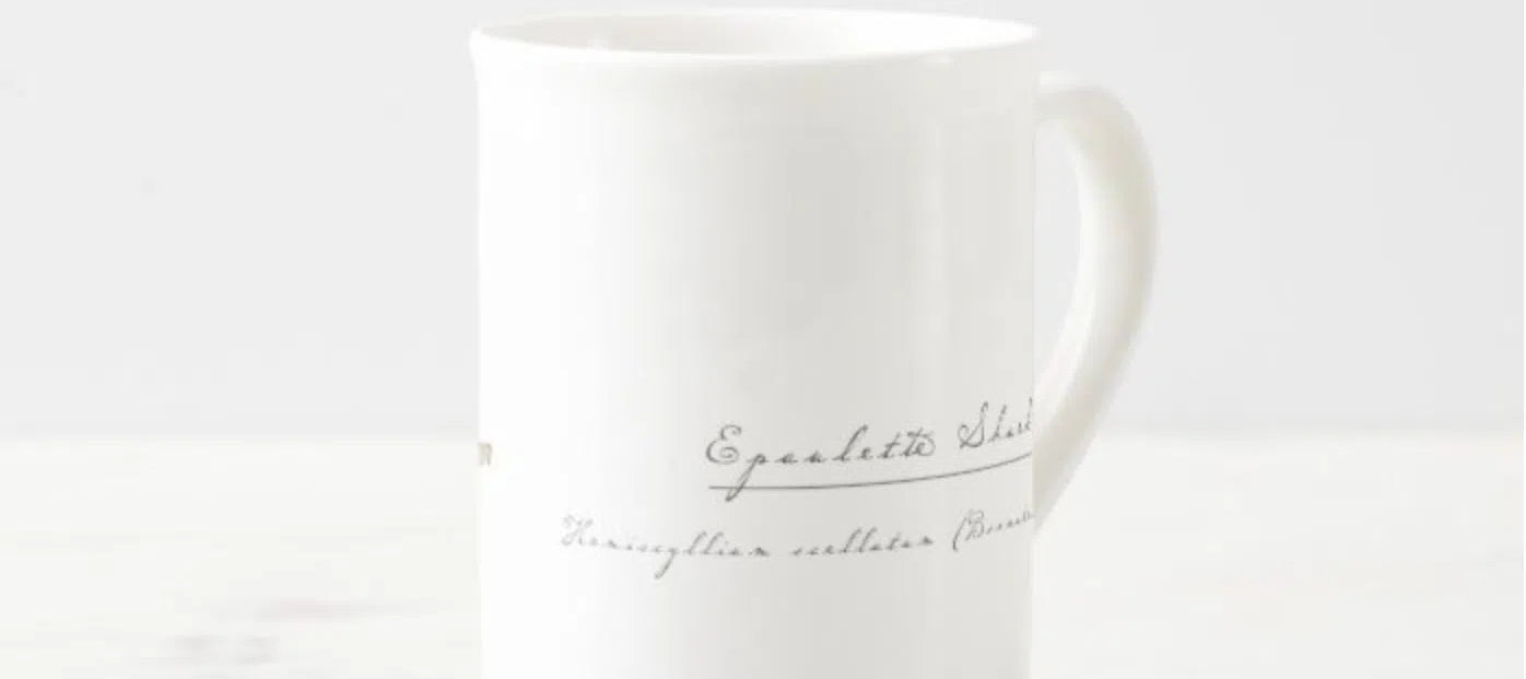 Epaulette Shark - Fine Bone China Mug-Stick Figure Fish Illustration