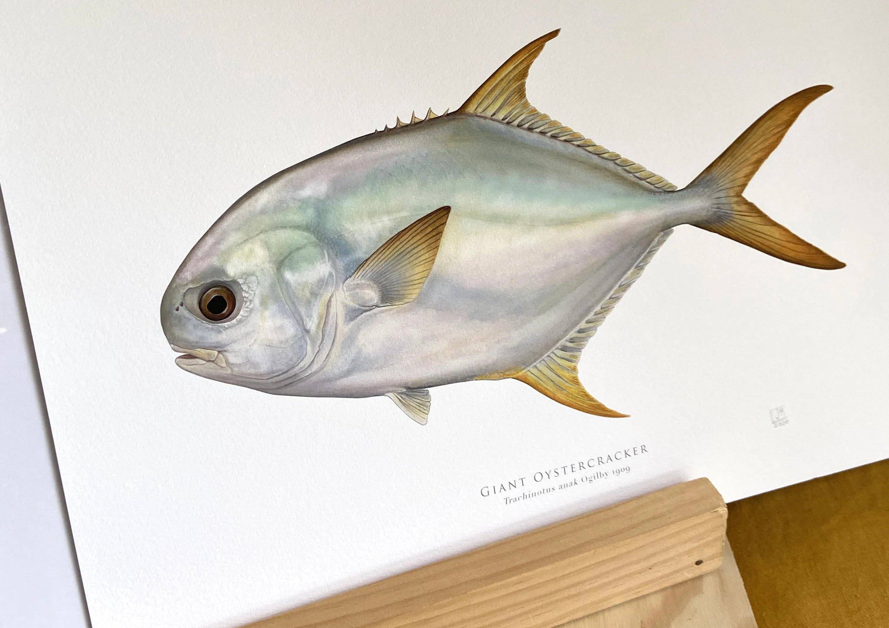 Giant Oystercracker (Permit), Trachinotus anak Ogilby 1909 - Fine Art Print-Stick Figure Fish Illustration