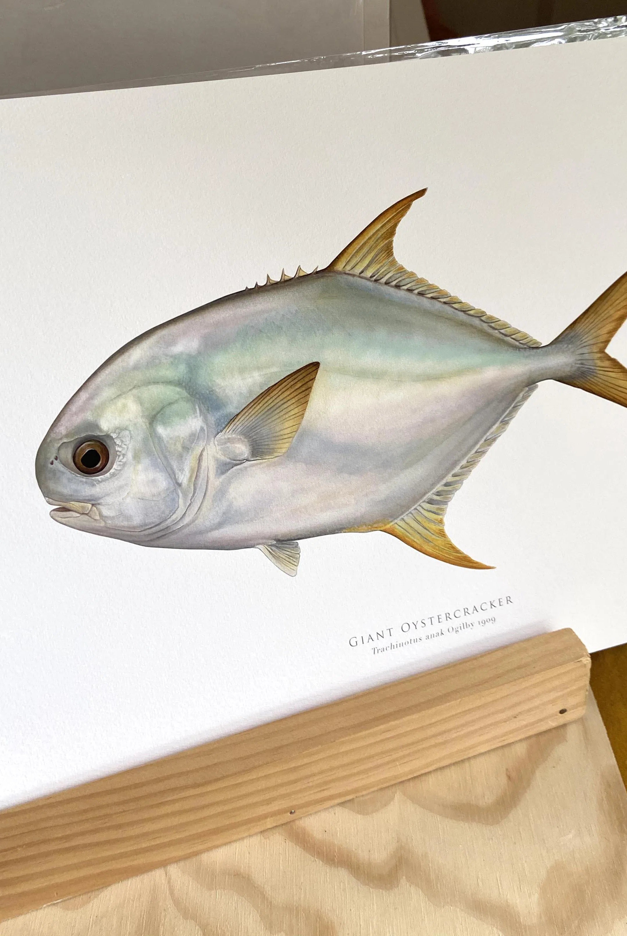 Giant Oystercracker (Permit), Trachinotus anak Ogilby 1909 - Fine Art Print-Stick Figure Fish Illustration