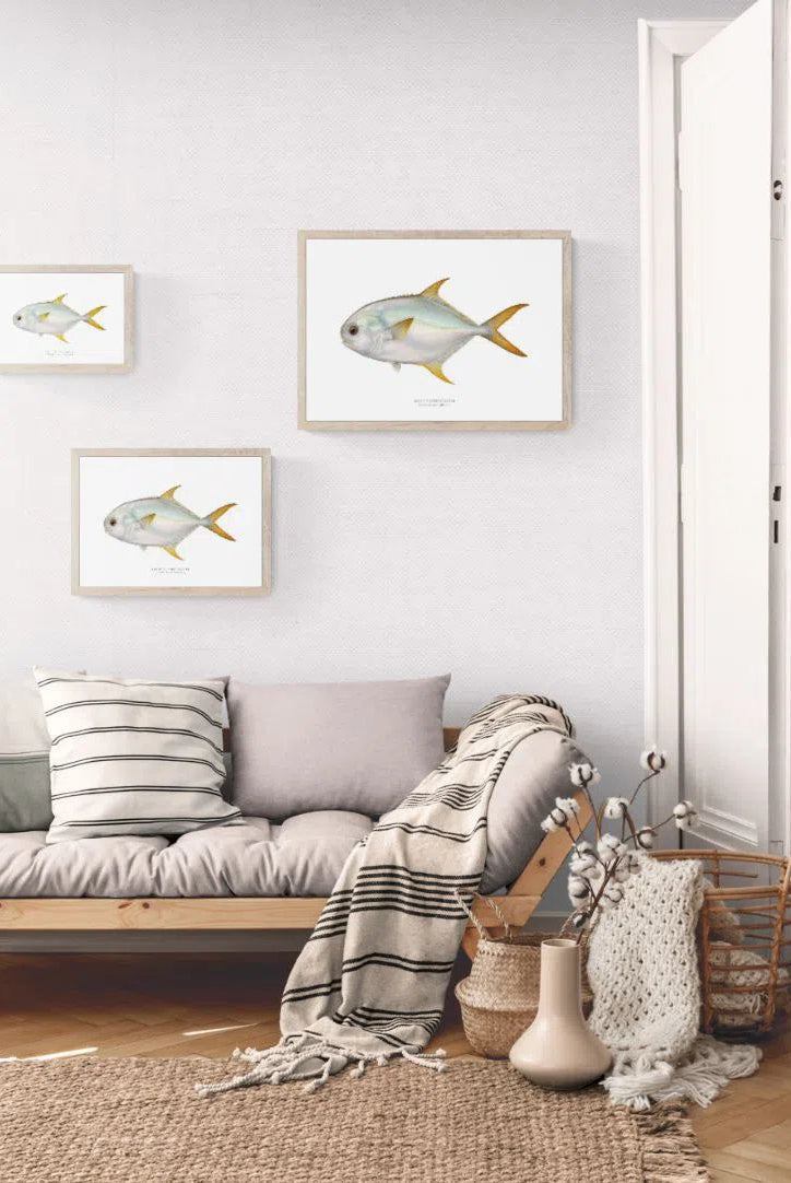 Giant Oystercracker (Permit), Trachinotus anak Ogilby 1909 - Fine Art Print-Stick Figure Fish Illustration