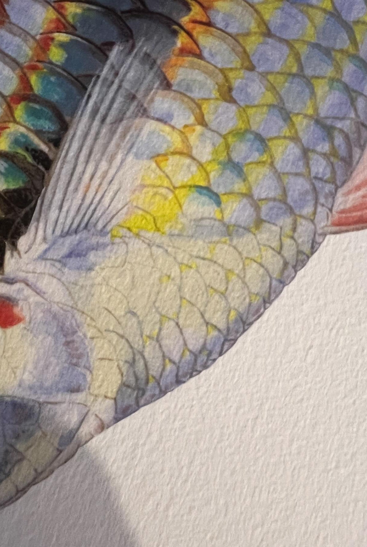 Close up of Goyder River Rainbowfish Print by Dr Lindsay Marshall Stick Figure fish Illustration