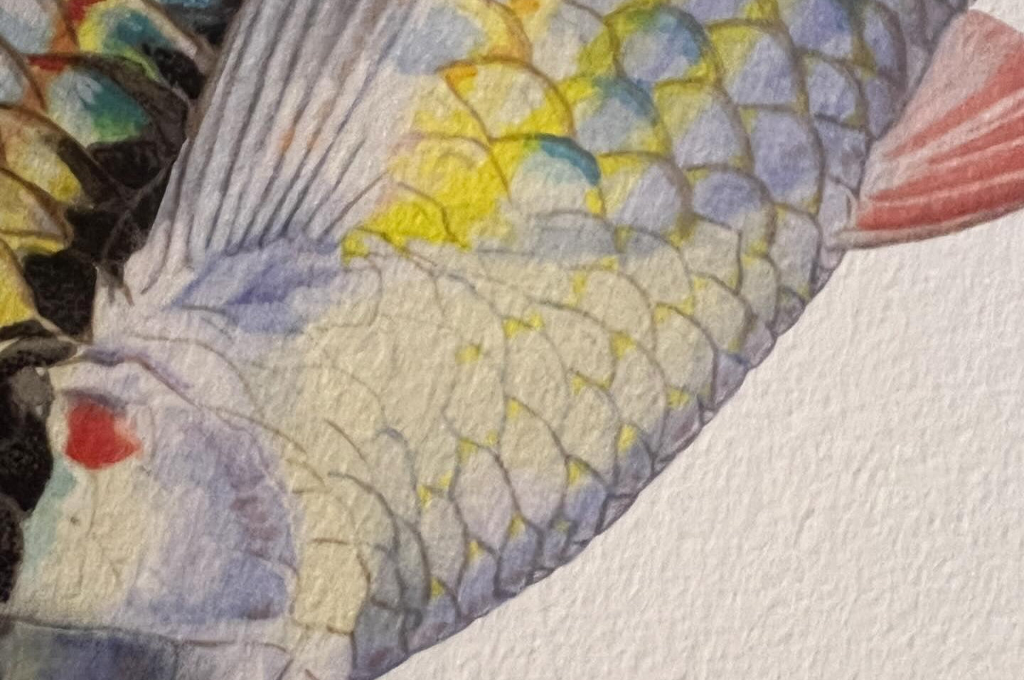 Close up of Goyder River Rainbowfish Print by Dr Lindsay Marshall Stick Figure fish Illustration