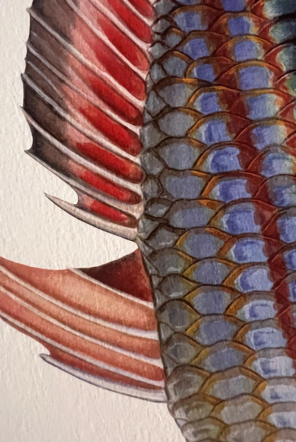 Close up of Goyder River Rainbowfish Print by Dr Lindsay Marshall Stick Figure fish Illustration