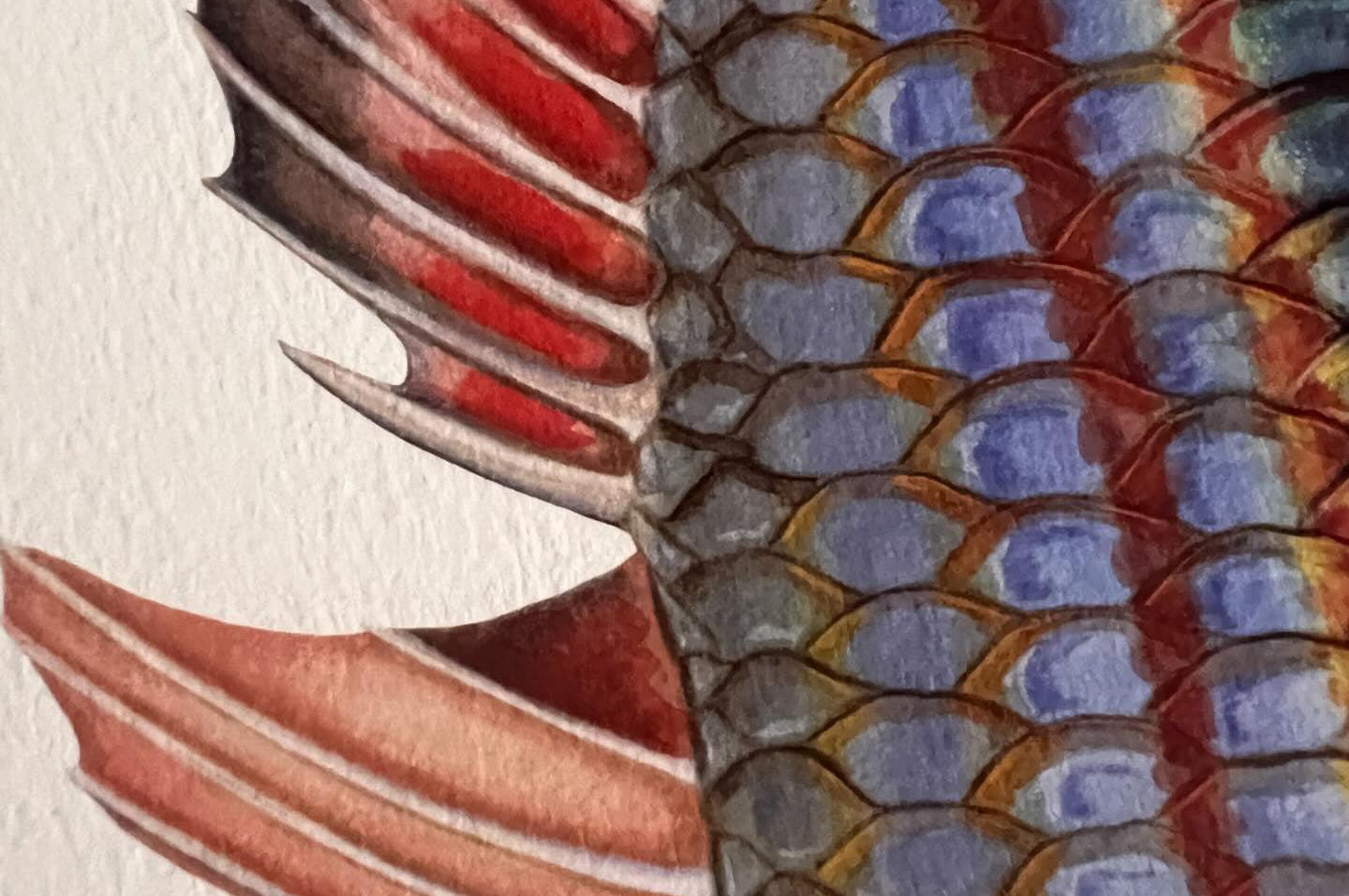 Close up of Goyder River Rainbowfish Print by Dr Lindsay Marshall Stick Figure fish Illustration