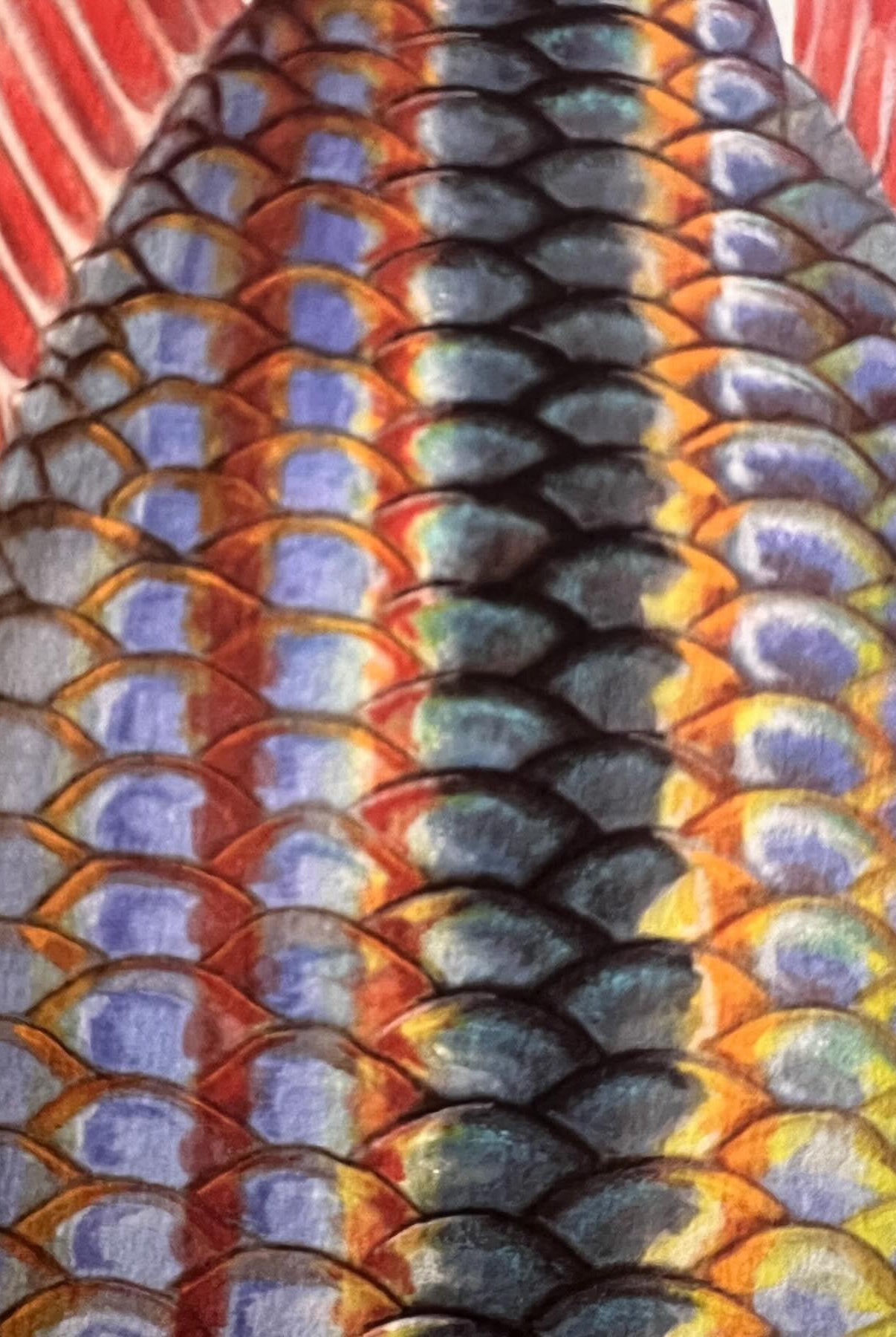 Close up of Goyder River Rainbowfish Print by Dr Lindsay Marshall Stick Figure fish Illustration