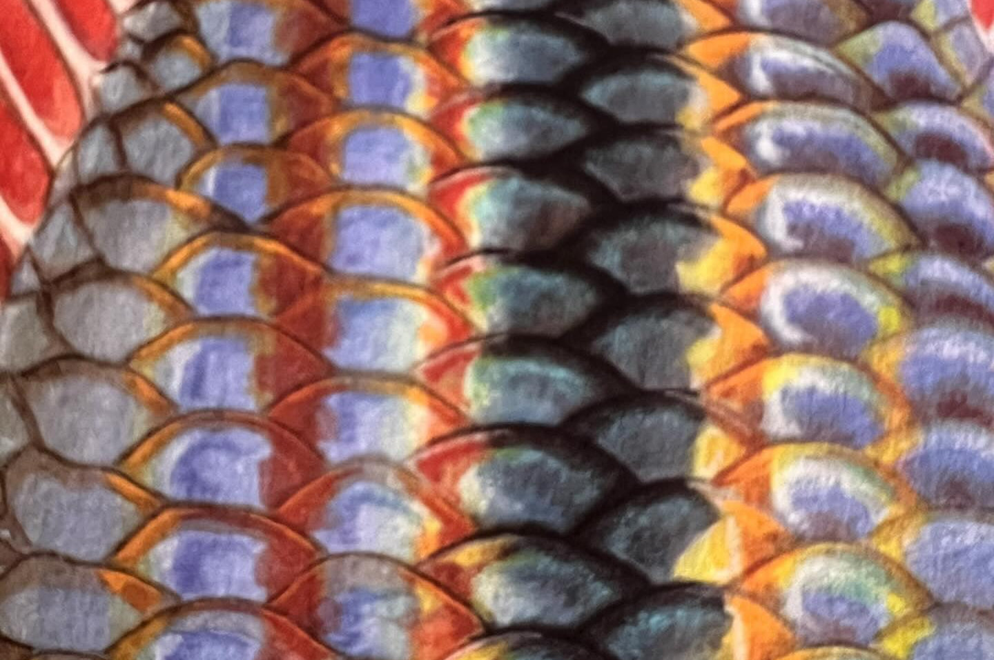 Close up of Goyder River Rainbowfish Print by Dr Lindsay Marshall Stick Figure fish Illustration