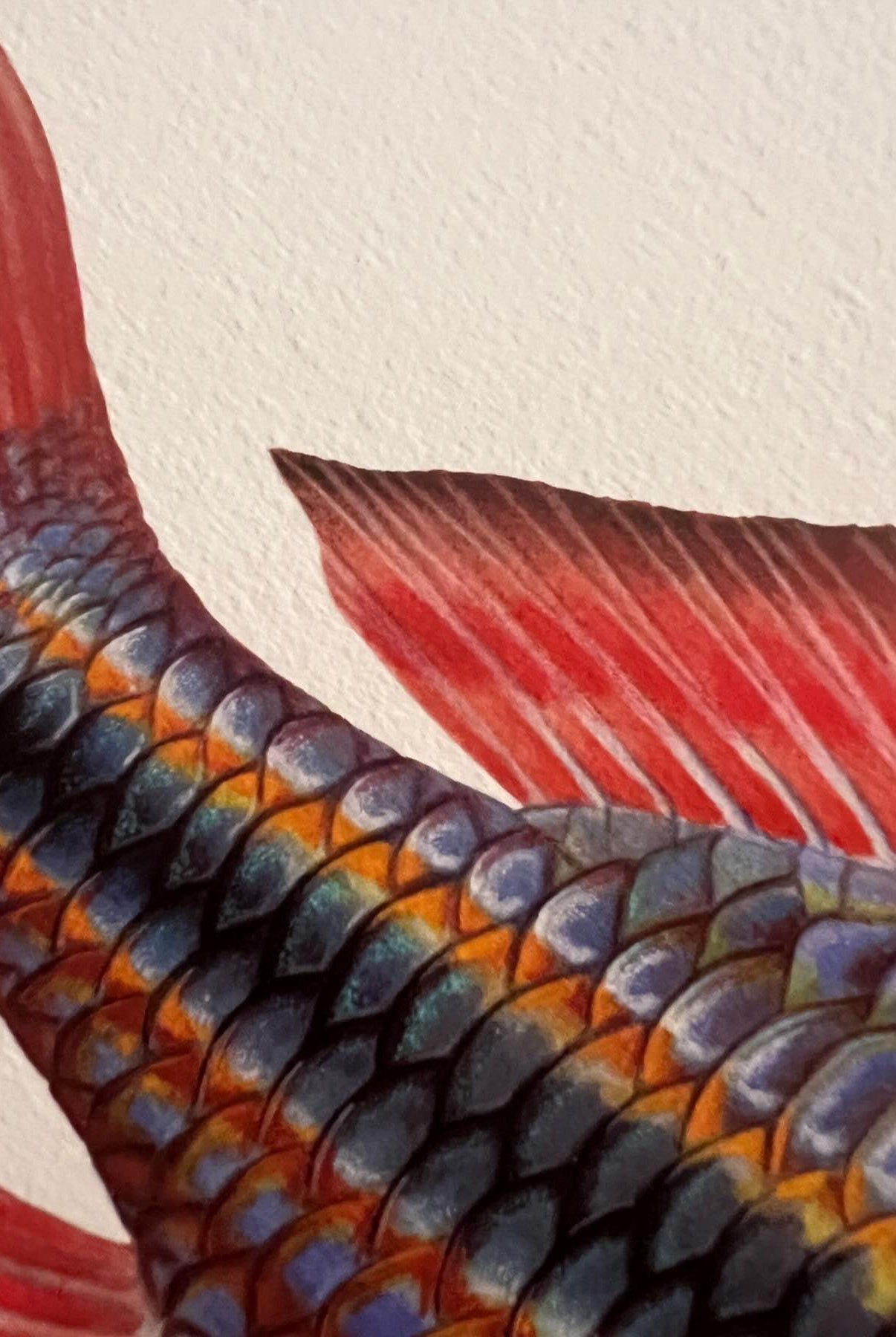 Close up of Goyder River Rainbowfish Print by Dr Lindsay Marshall Stick Figure fish Illustration