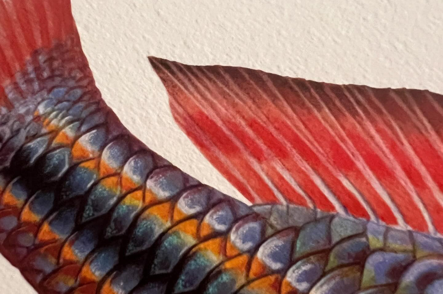 Close up of Goyder River Rainbowfish Print by Dr Lindsay Marshall Stick Figure fish Illustration
