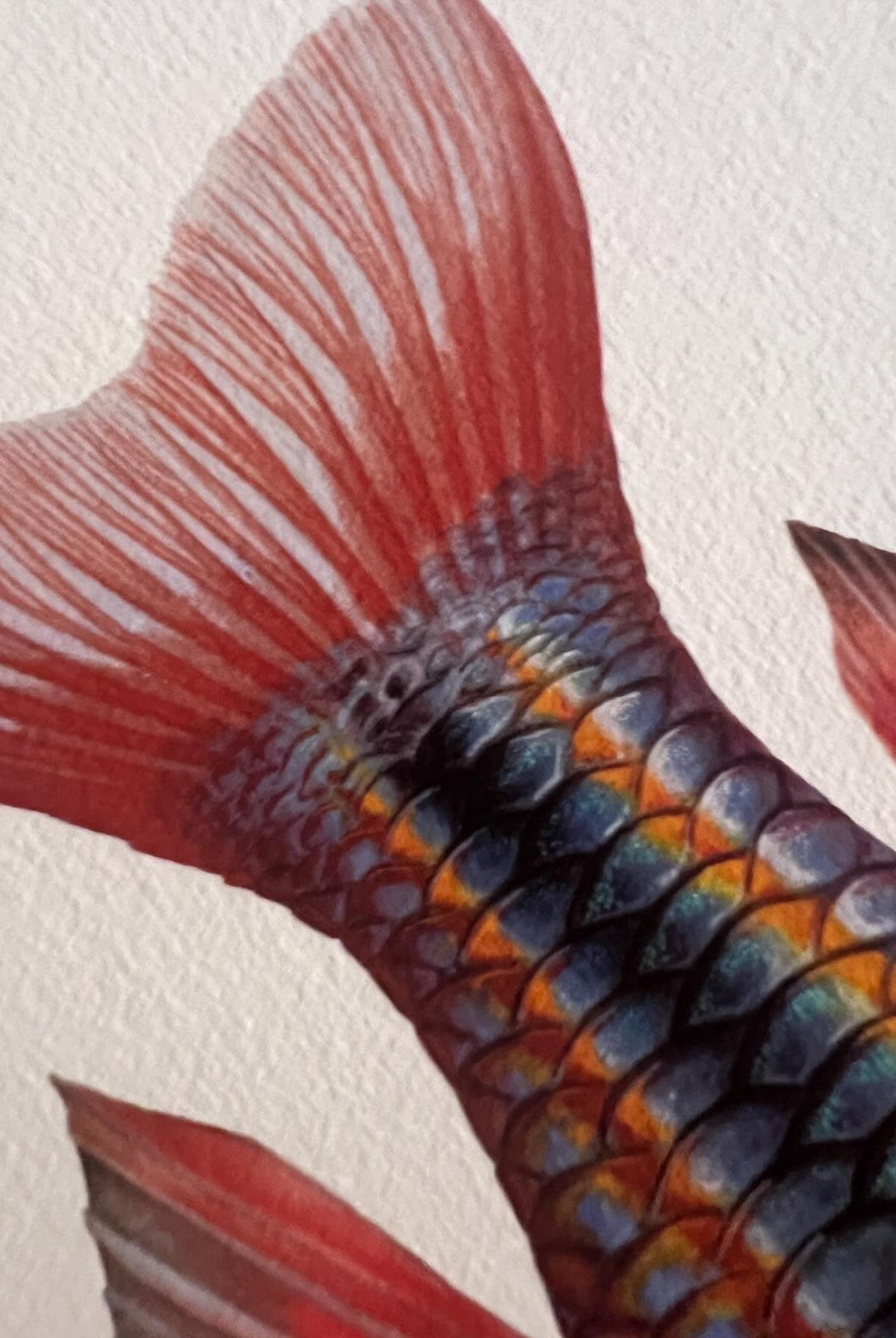 Close up of Goyder River Rainbowfish Print by Dr Lindsay Marshall Stick Figure fish Illustration
