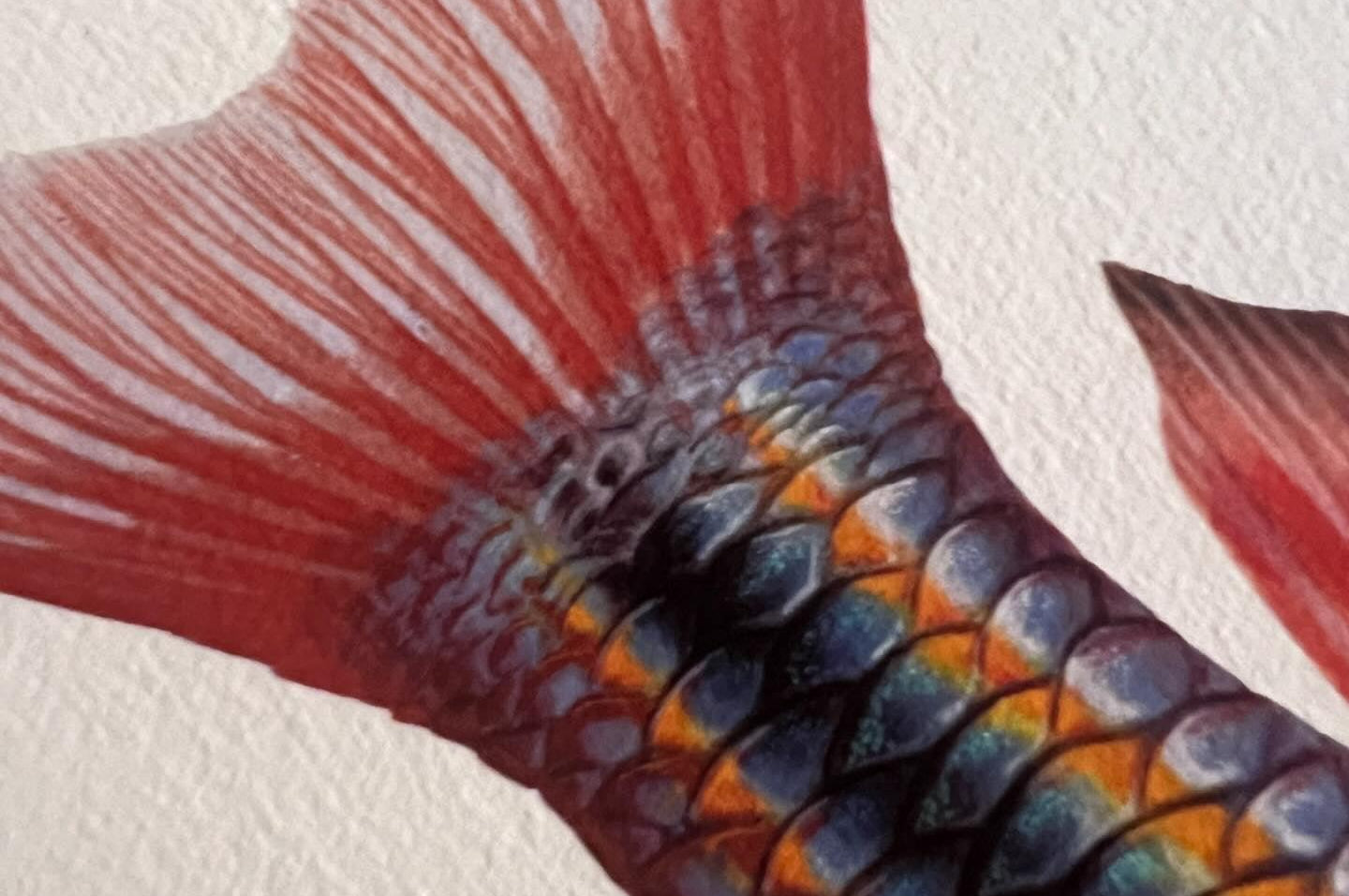 Close up of Goyder River Rainbowfish Print by Dr Lindsay Marshall Stick Figure fish Illustration
