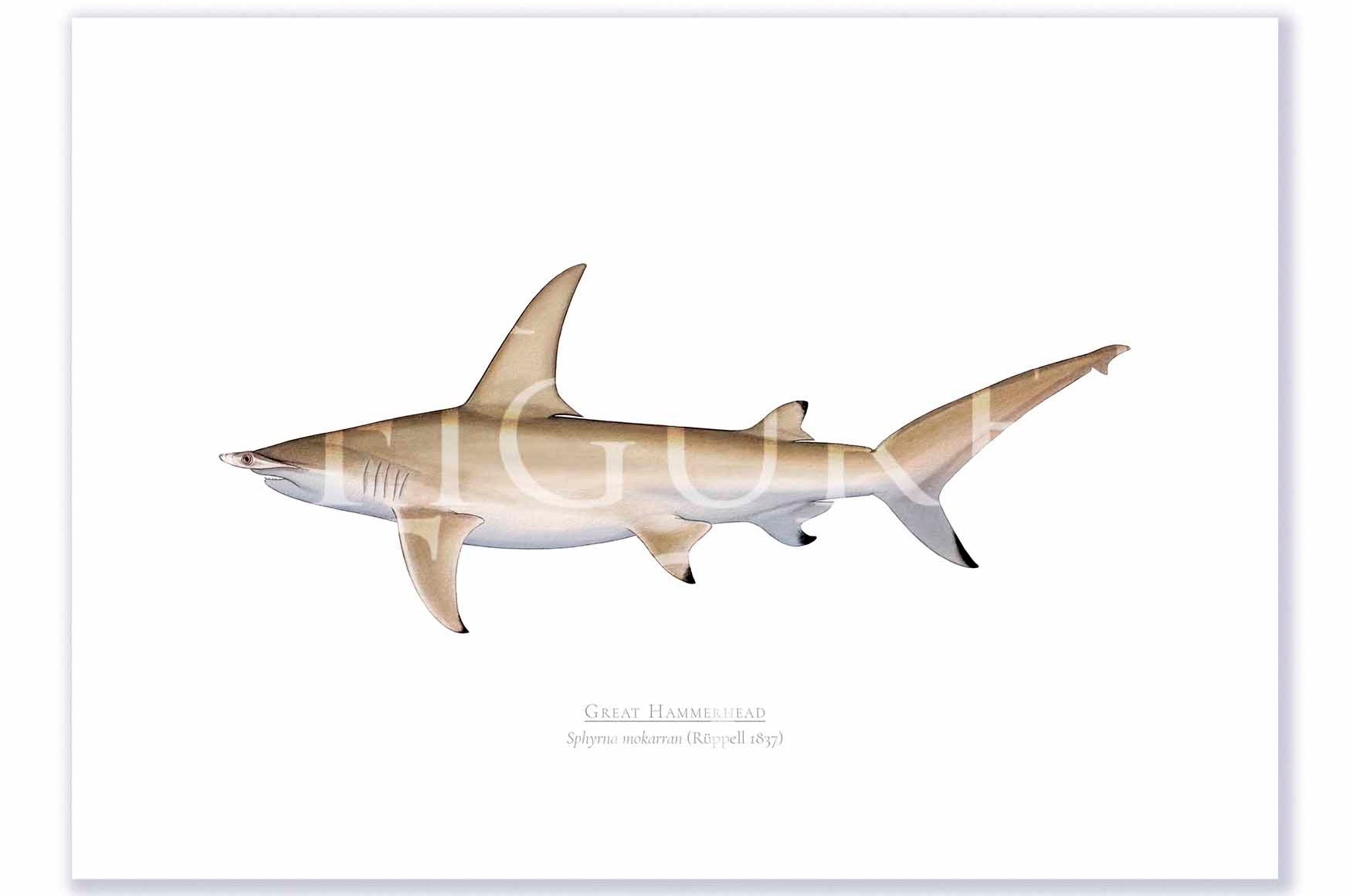 Great Hammerhead Print Mockups A4 Print Mockup Shadow.jpg by Dr Lindsay Marshall
