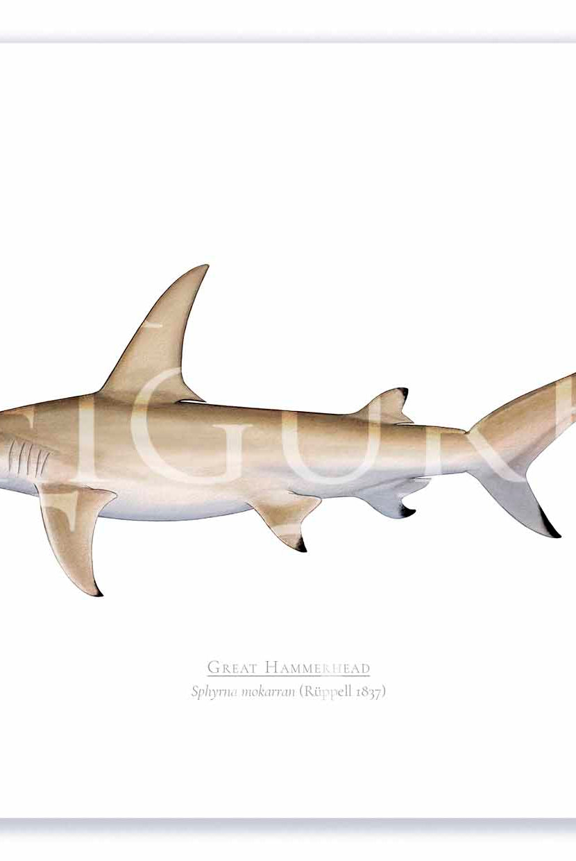 Great Hammerhead Print Mockups A4 Print Mockup Shadow.jpg by Dr Lindsay Marshall