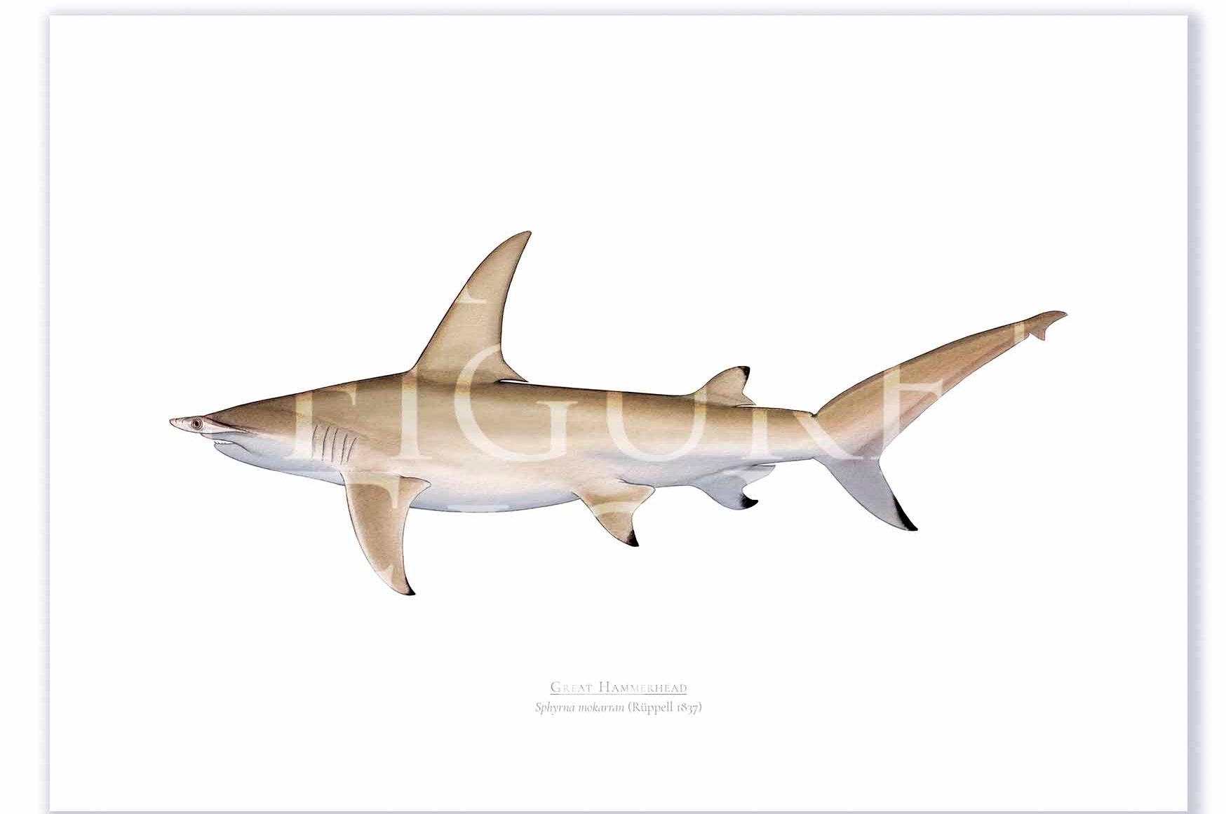 Great Hammerhead Print Mockups A3 Print Mockup Shadow.jpg by Dr Lindsay Marshall