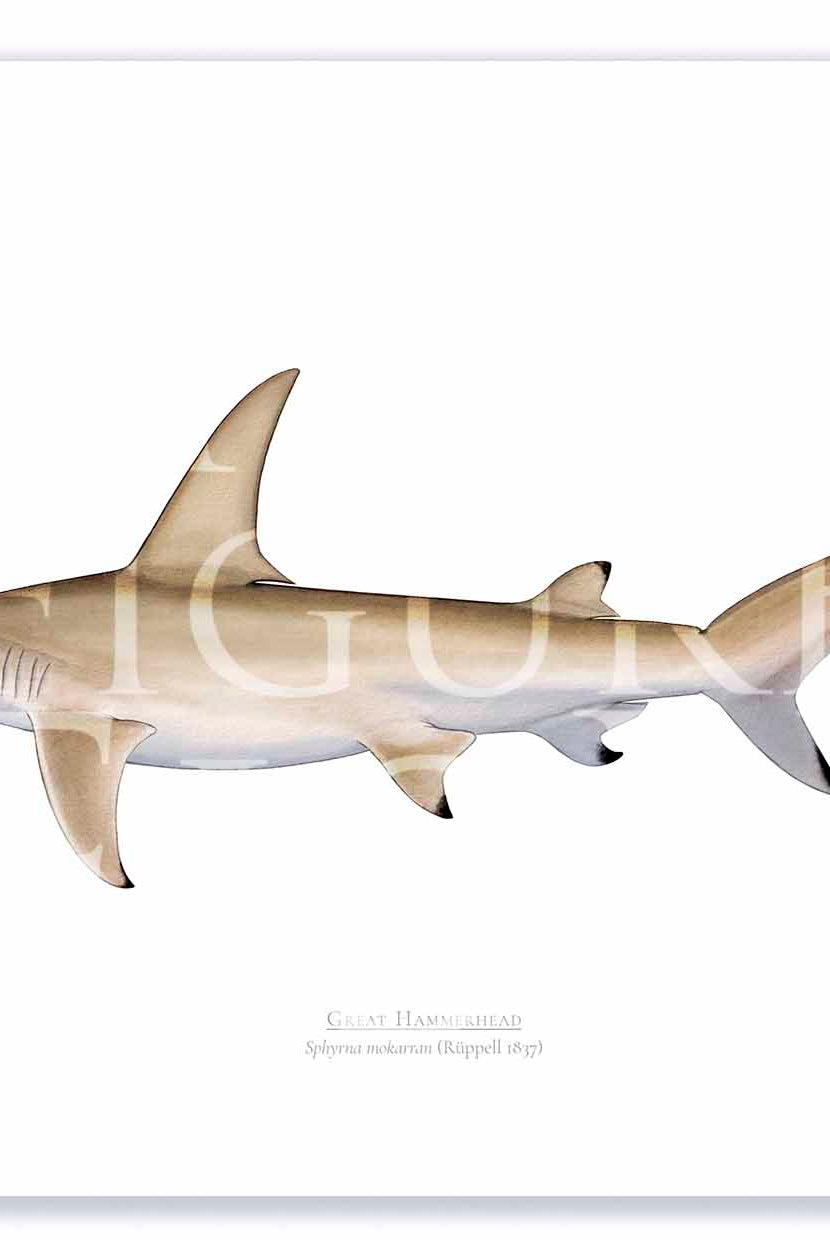 Great Hammerhead Print Mockups A3 Print Mockup Shadow.jpg by Dr Lindsay Marshall