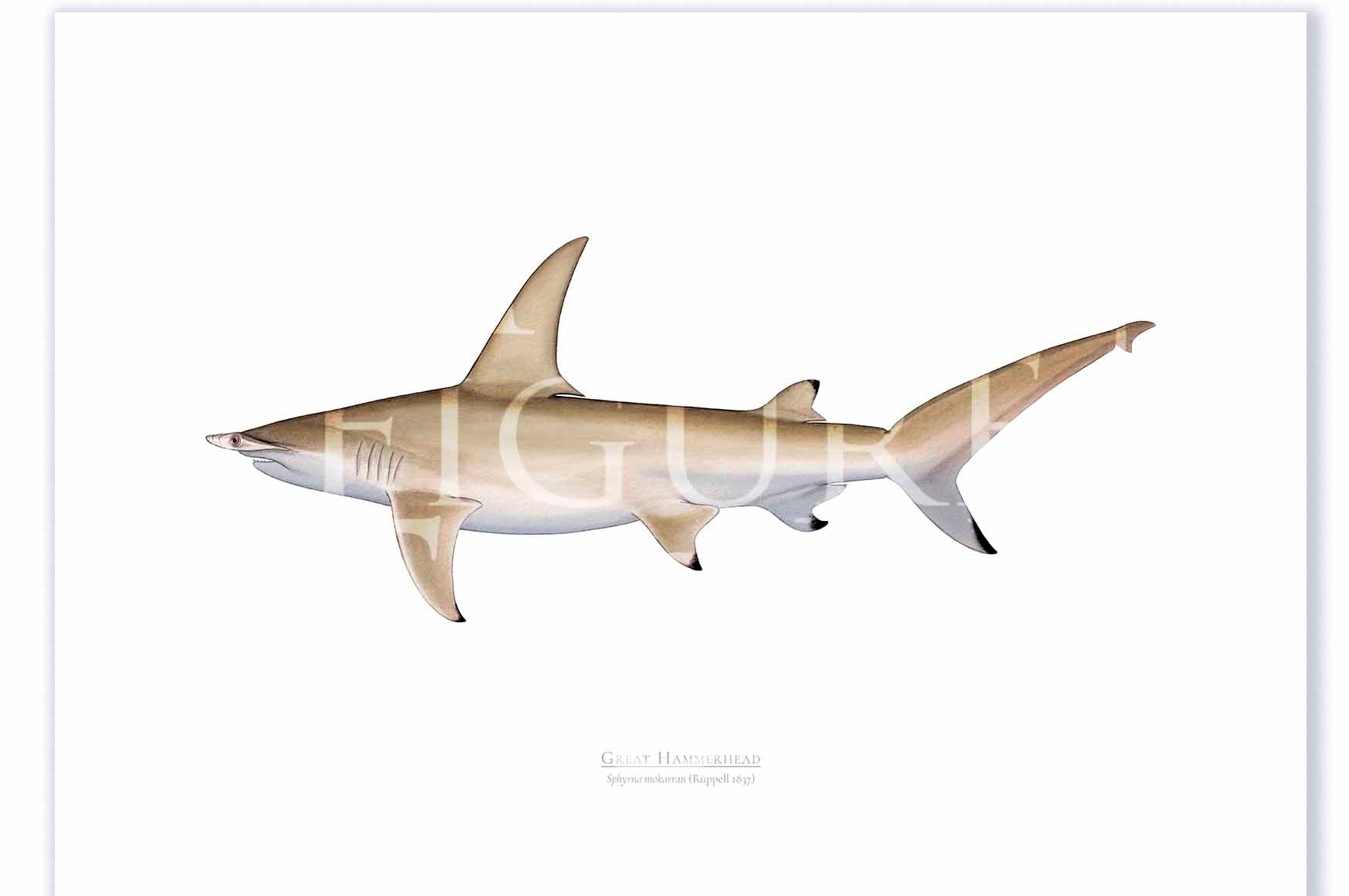 Great Hammerhead Print Mockups A2 Print Mockup Shadow.jpg by Dr Lindsay Marshall