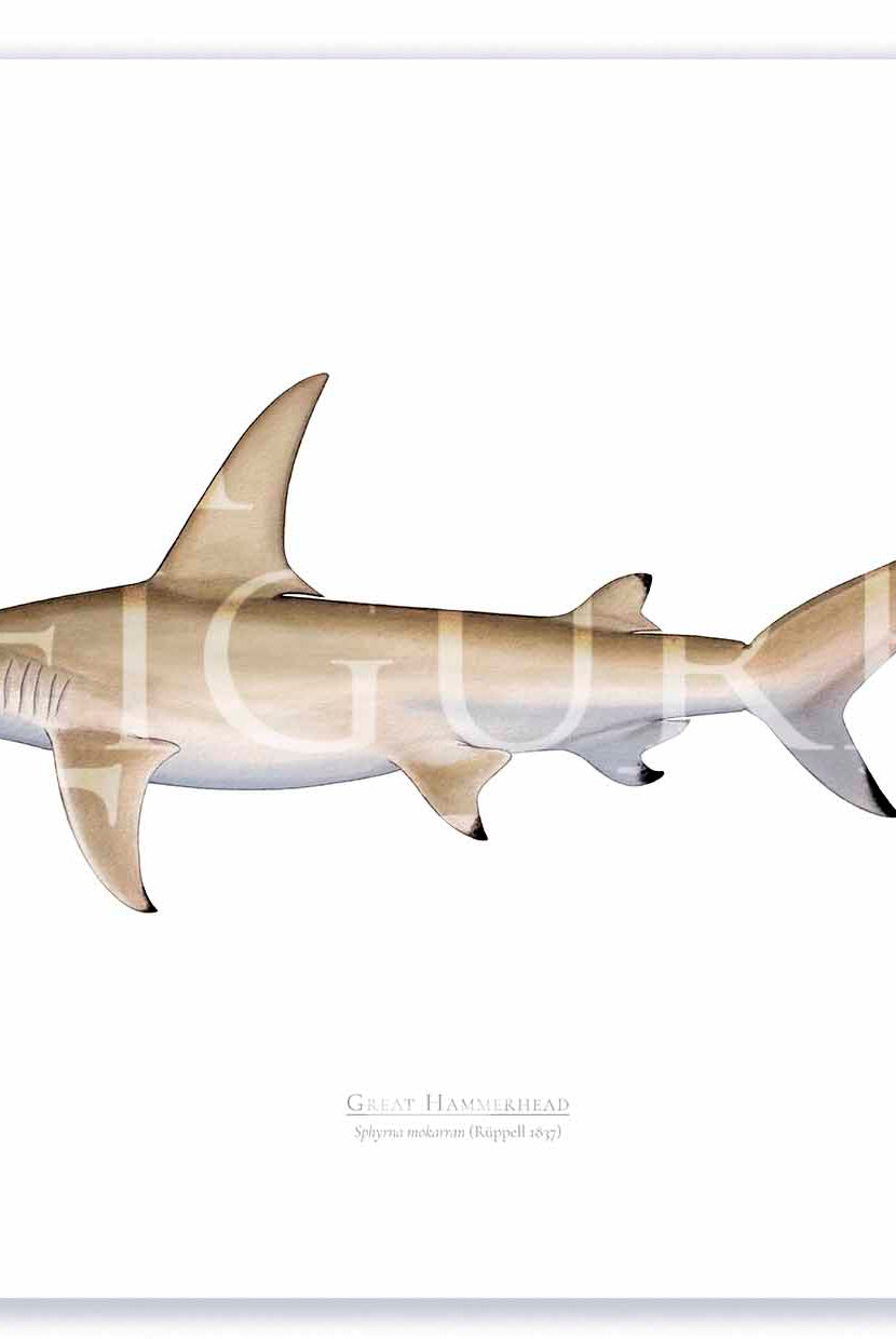 Great Hammerhead Print Mockups A2 Print Mockup Shadow.jpg by Dr Lindsay Marshall