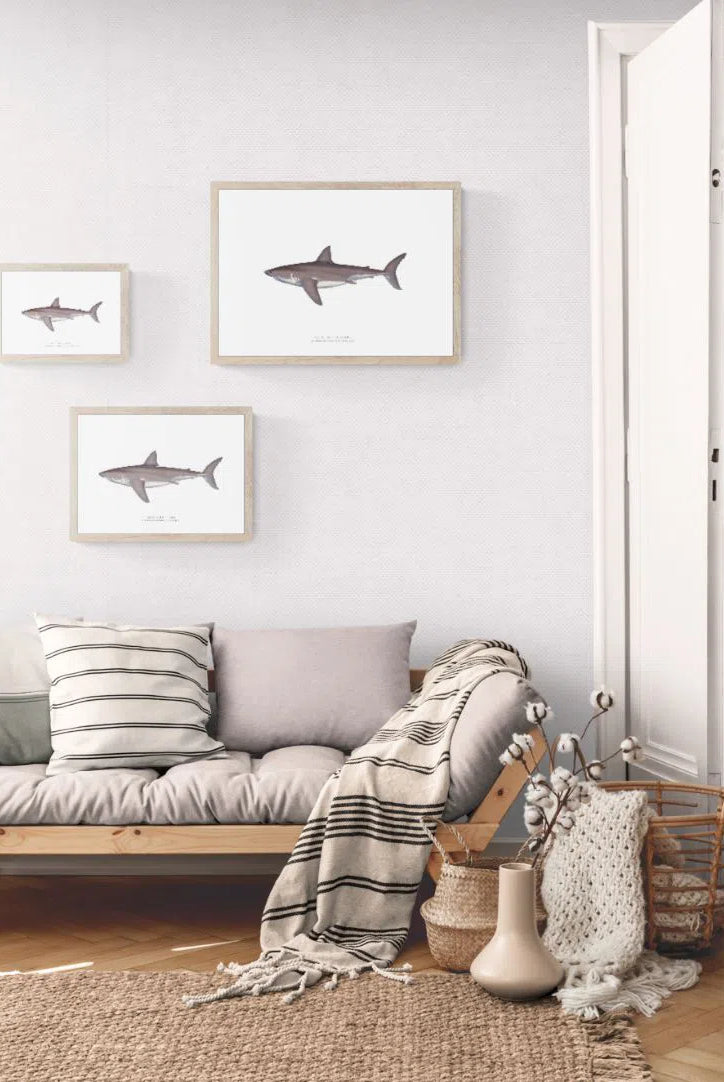 Great White Shark, Carcharodon carcharias (Linnaeus 1758) - Fine Art Print-Stick Figure Fish Illustration