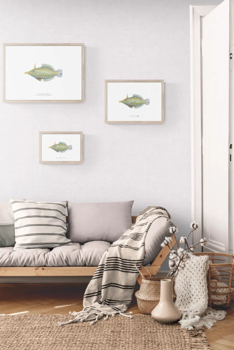 Harlequin Filefish - Fine Art Print-Stick Figure Fish Illustration