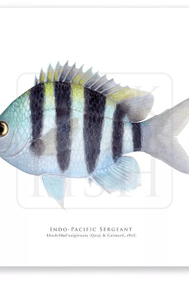 Indo-Pacific Sergeant, Abudefduf vaigiensis (Quoy & Gaimard 1825) - Fine Art Print-Stick Figure Fish Illustration