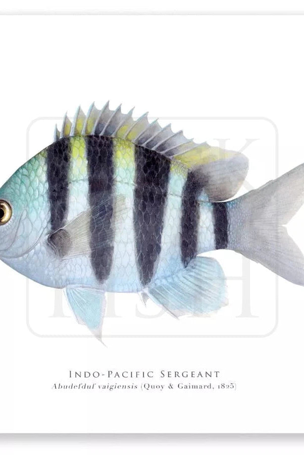 Indo-Pacific Sergeant, Abudefduf vaigiensis (Quoy & Gaimard 1825) - Fine Art Print-Stick Figure Fish Illustration