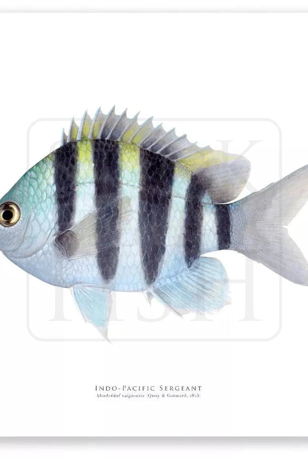 Indo-Pacific Sergeant, Abudefduf vaigiensis (Quoy & Gaimard 1825) - Fine Art Print-Stick Figure Fish Illustration