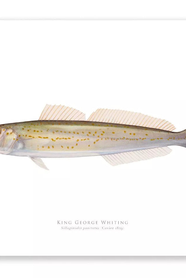 King George Whiting, Sillaginodes punctatus (Cuvier 1829) - Fine Art Print-Stick Figure Fish Illustration