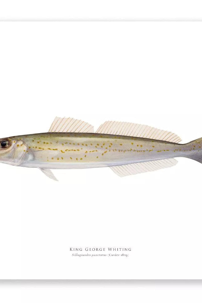 King George Whiting, Sillaginodes punctatus (Cuvier 1829) - Fine Art Print-Stick Figure Fish Illustration