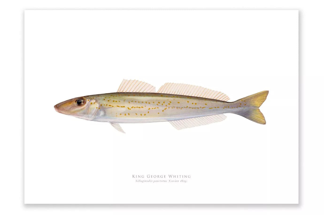 King George Whiting, Sillaginodes punctatus (Cuvier 1829) - Fine Art Print-Stick Figure Fish Illustration