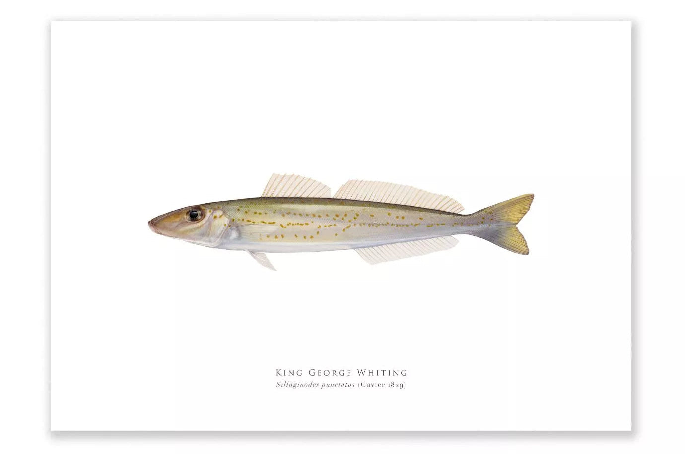 King George Whiting, Sillaginodes punctatus (Cuvier 1829) - Fine Art Print-Stick Figure Fish Illustration