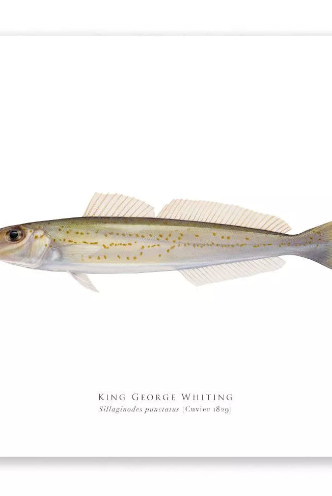 King George Whiting, Sillaginodes punctatus (Cuvier 1829) - Fine Art Print-Stick Figure Fish Illustration