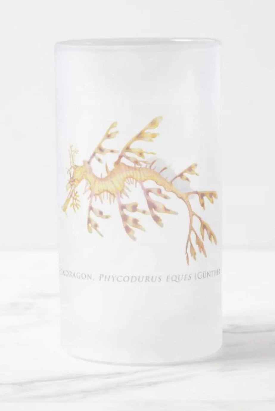 Leafy Seadragon, Phycodurus eques (Günther 1865) - Glass Stein-Stick Figure Fish Illustration
