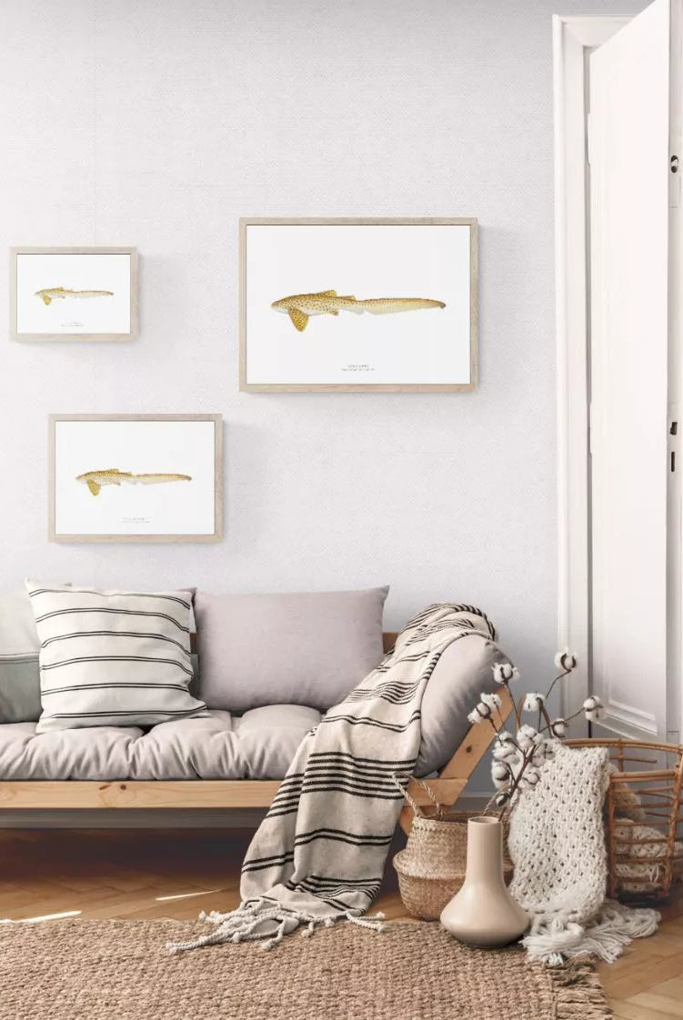 Leopard Shark, Stegostoma tigrinum (Forster 1781) - Fine Art Print-Stick Figure Fish Illustration