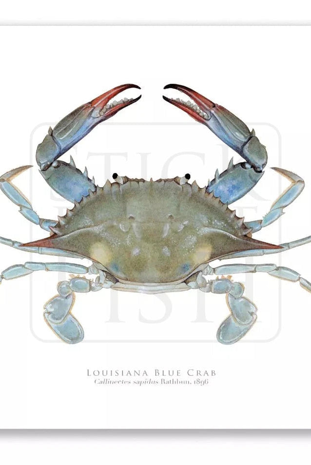 Louisiana Blue Crab, Callinectes sapidus Rathbun, 1896 - Fine Art Print-Stick Figure Fish Illustration