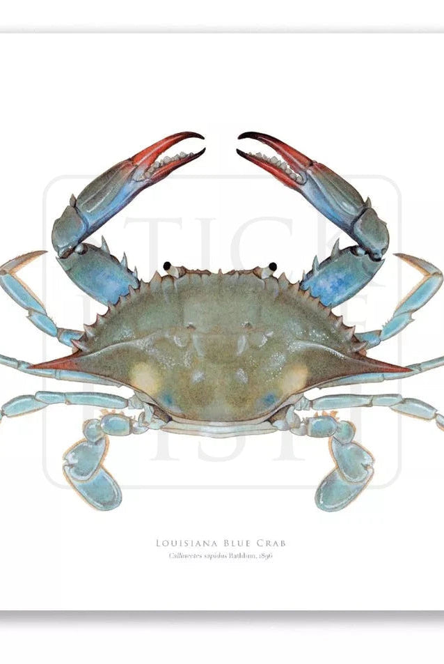 Louisiana Blue Crab, Callinectes sapidus Rathbun, 1896 - Fine Art Print-Stick Figure Fish Illustration