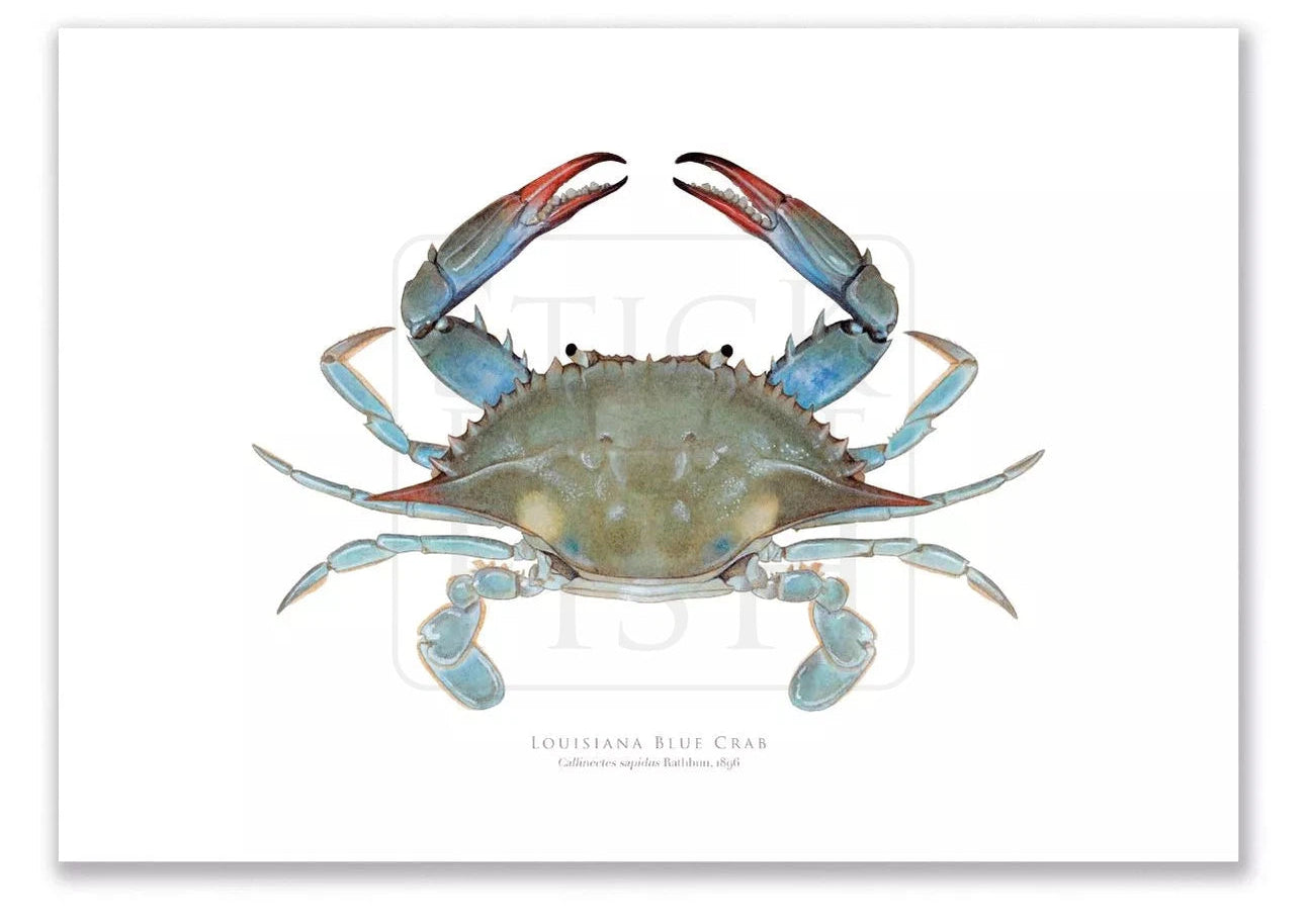 Louisiana Blue Crab, Callinectes sapidus Rathbun, 1896 - Fine Art Print-Stick Figure Fish Illustration