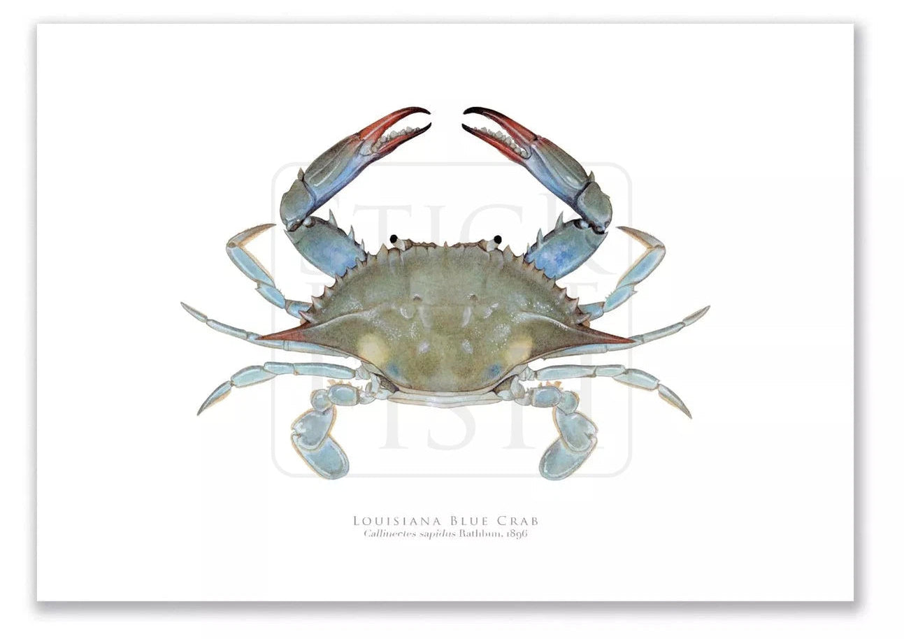 Louisiana Blue Crab, Callinectes sapidus Rathbun, 1896 - Fine Art Print-Stick Figure Fish Illustration