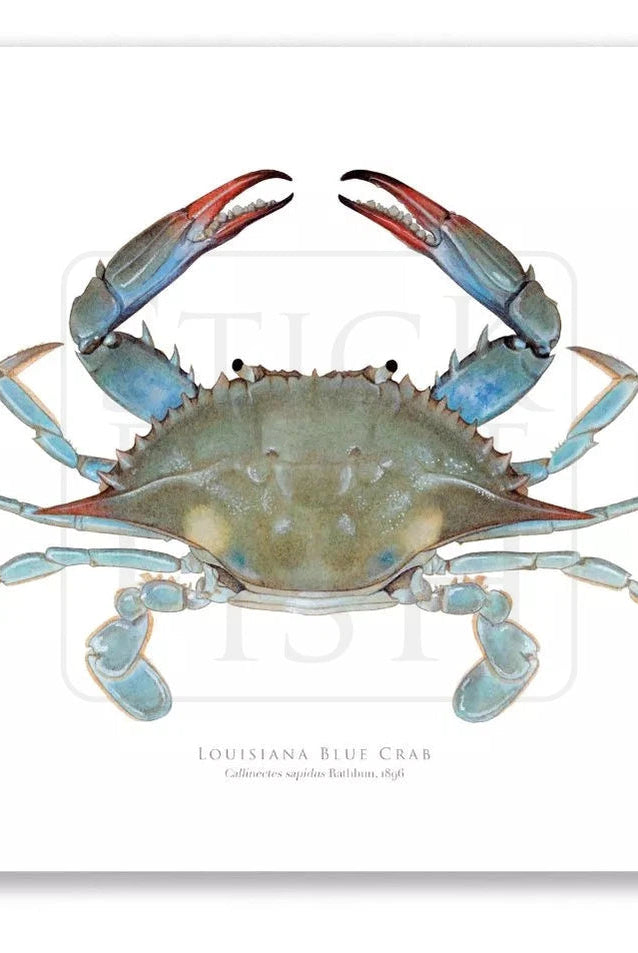 Louisiana Blue Crab, Callinectes sapidus Rathbun, 1896 - Fine Art Print-Stick Figure Fish Illustration