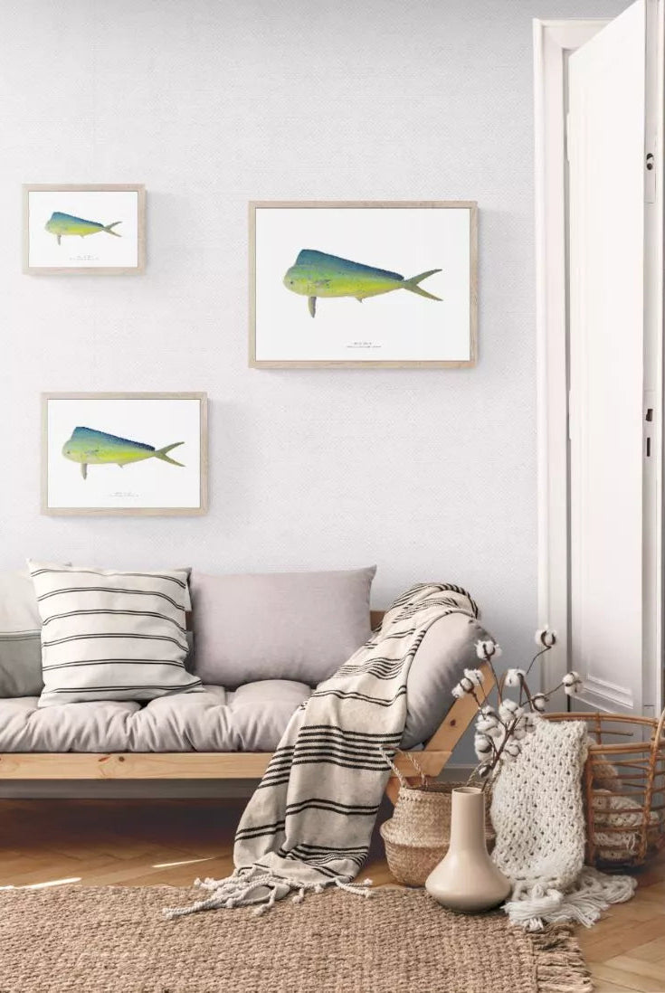Mahi Mahi, Coryphaena hippurus (Linnaeus, 1758) - Fine Art Print-Stick Figure Fish Illustration