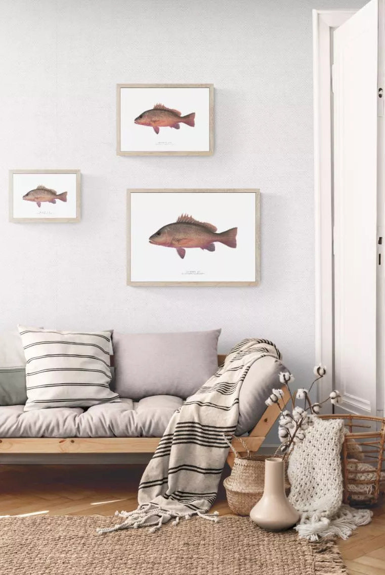 Mangrove Jack, Lutjanus argentimaculatus (Forsskål 1775) - Fine Art Print-Stick Figure Fish Illustration