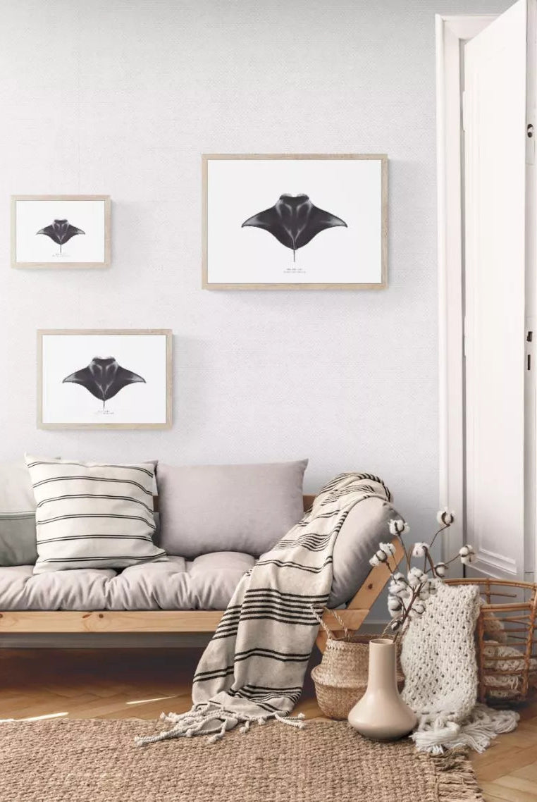 Manta Ray, Mobula alfredi (Krefft 1868) - Fine Art Print-Stick Figure Fish Illustration