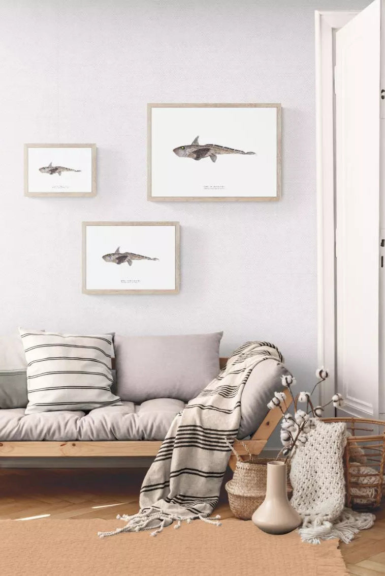 Marbled Ghost Shark, Hydrolagus marmoratus Didier 2008 - Fine Art Print-Stick Figure Fish Illustration